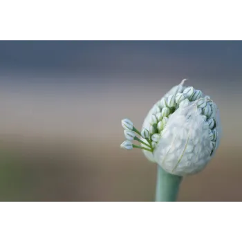 White Arali Flowers